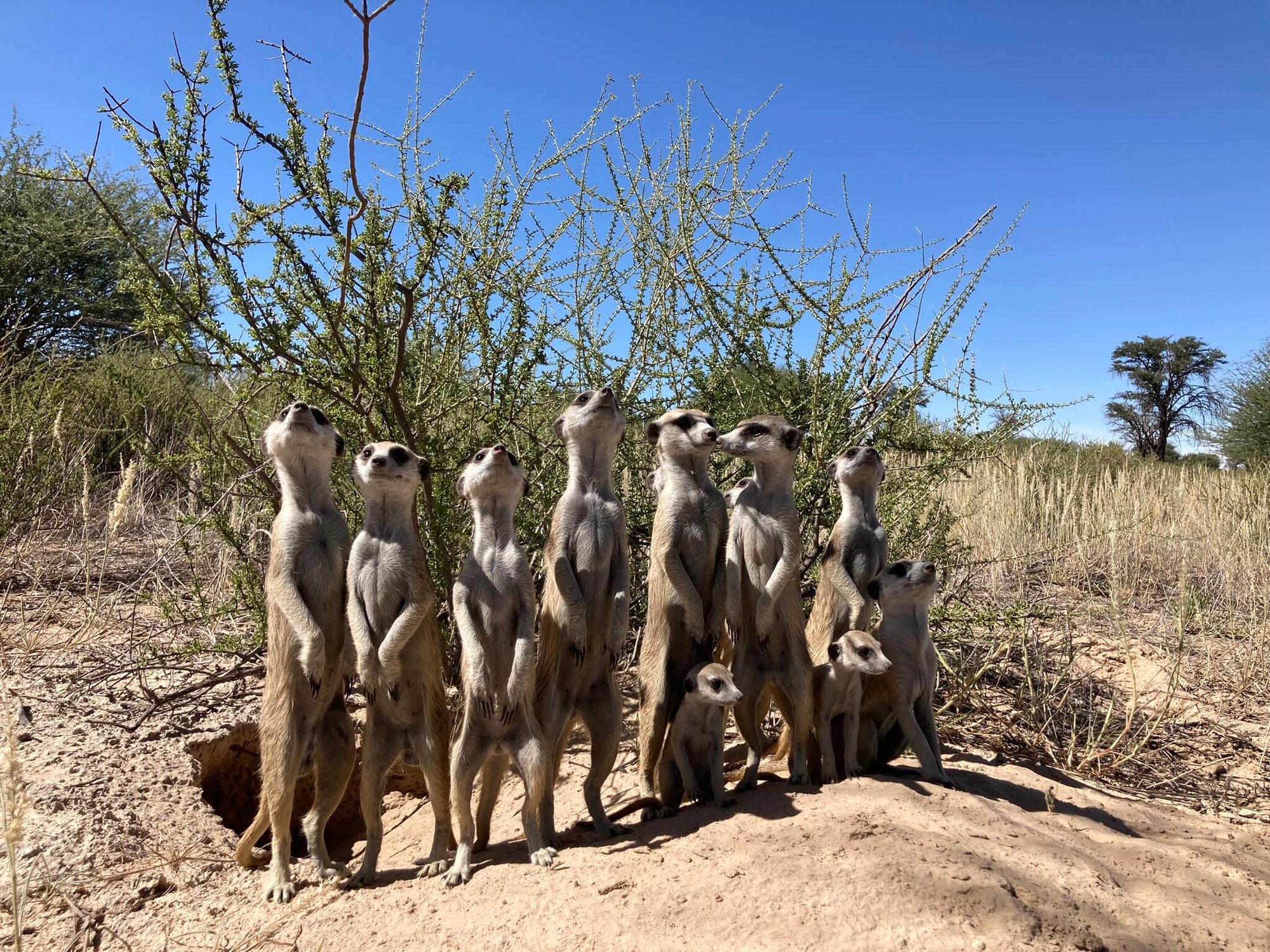 Meerkats on high alert after spotting a martial eagle overhead