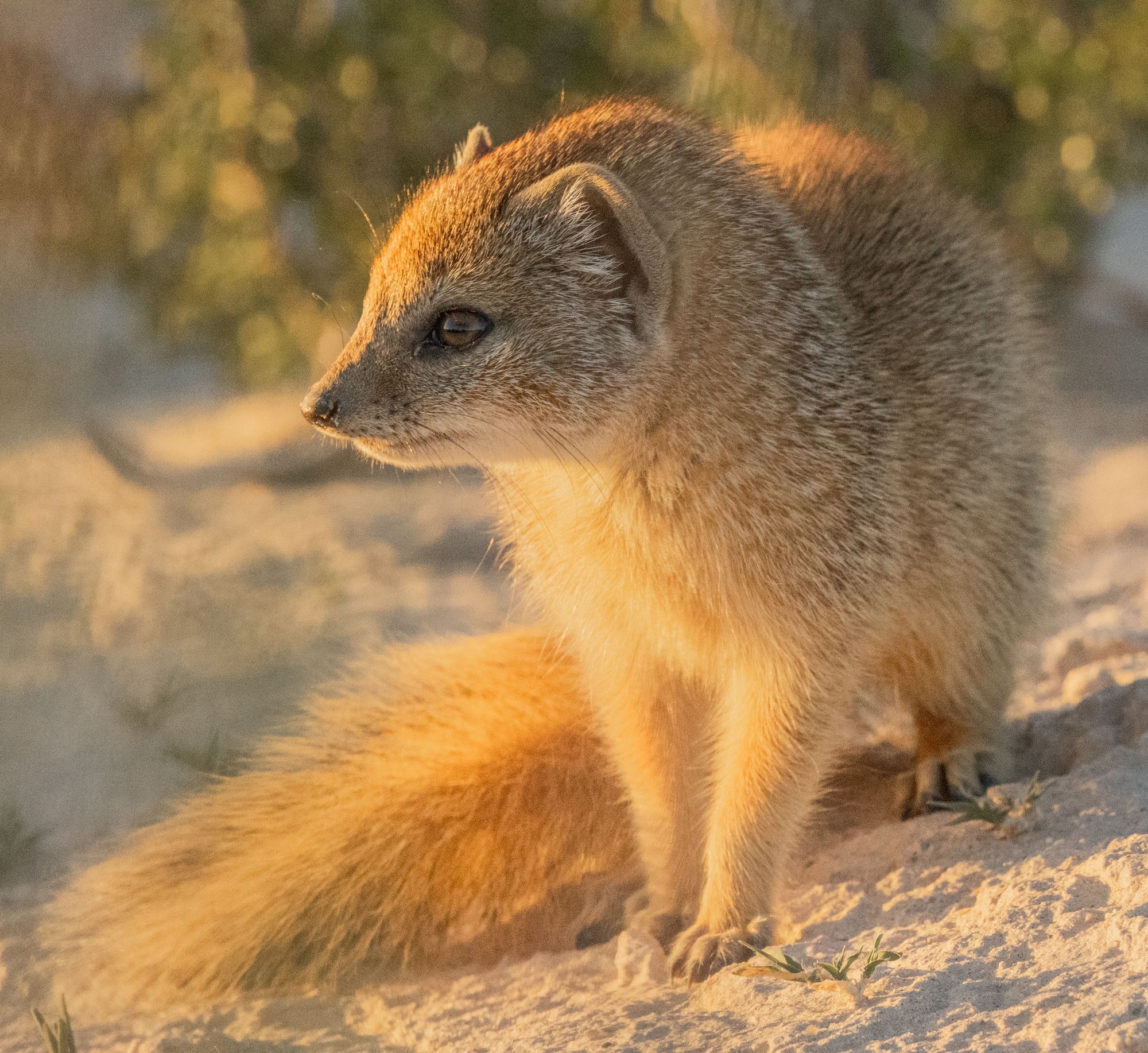 A yellow mongoose pup basks in the morning sun
