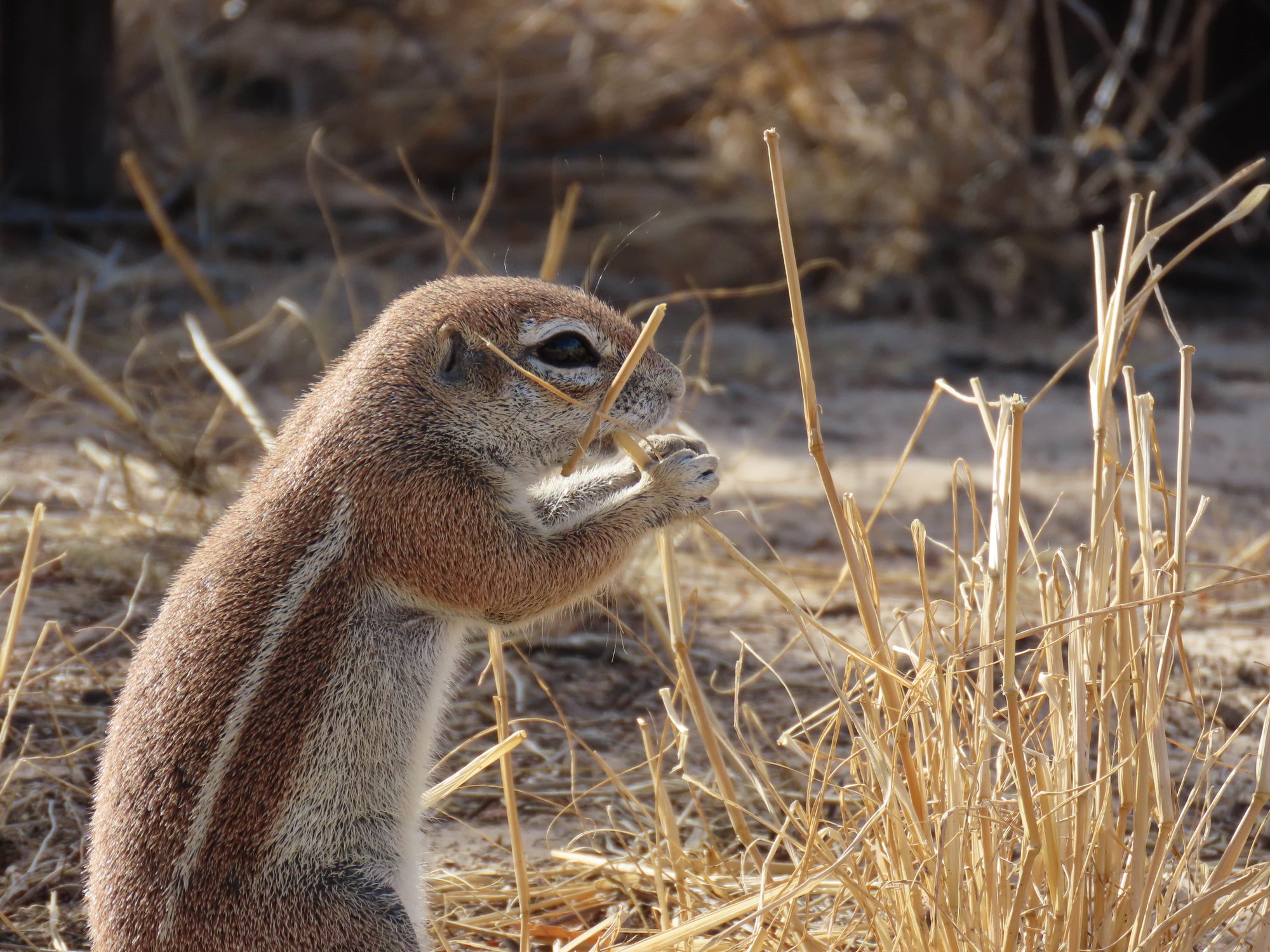 Squirrel feeding on dry grass