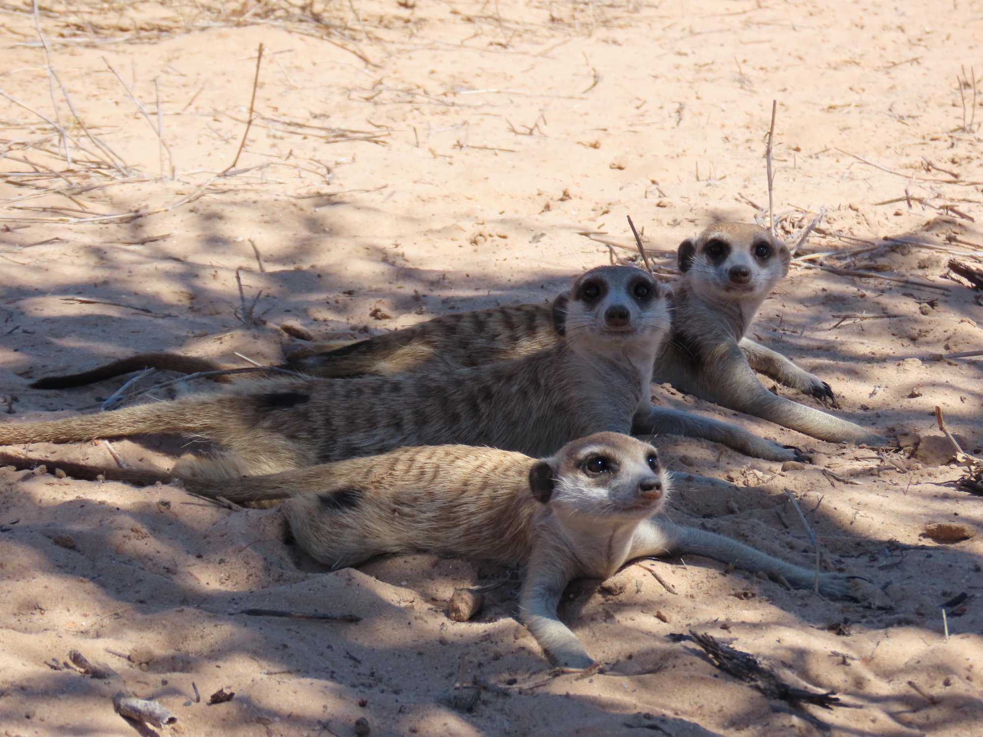 Meerkats escaping the midday sun under a shady camelthorn tree