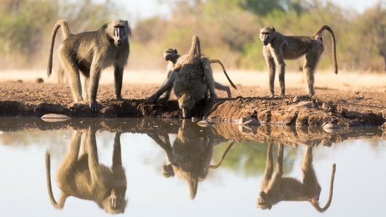 Baboons next to water