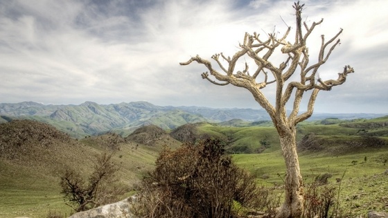 Tree with a view of a landscape