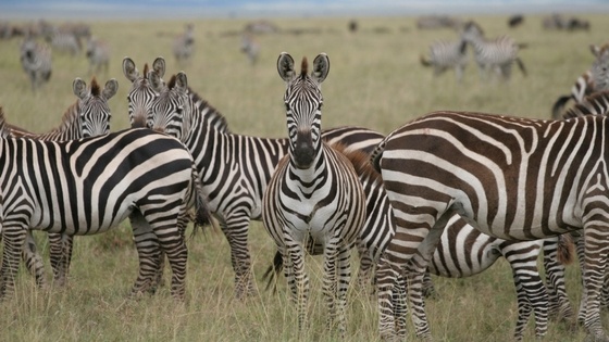 A herd of Zebras