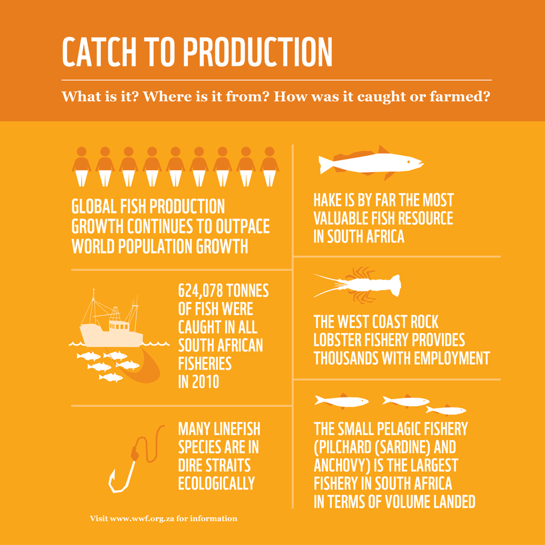 Sustainable fishing infographic, boat to plate