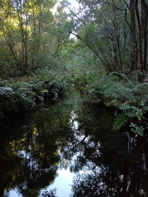 HarkervilleForest_G.M.Warner