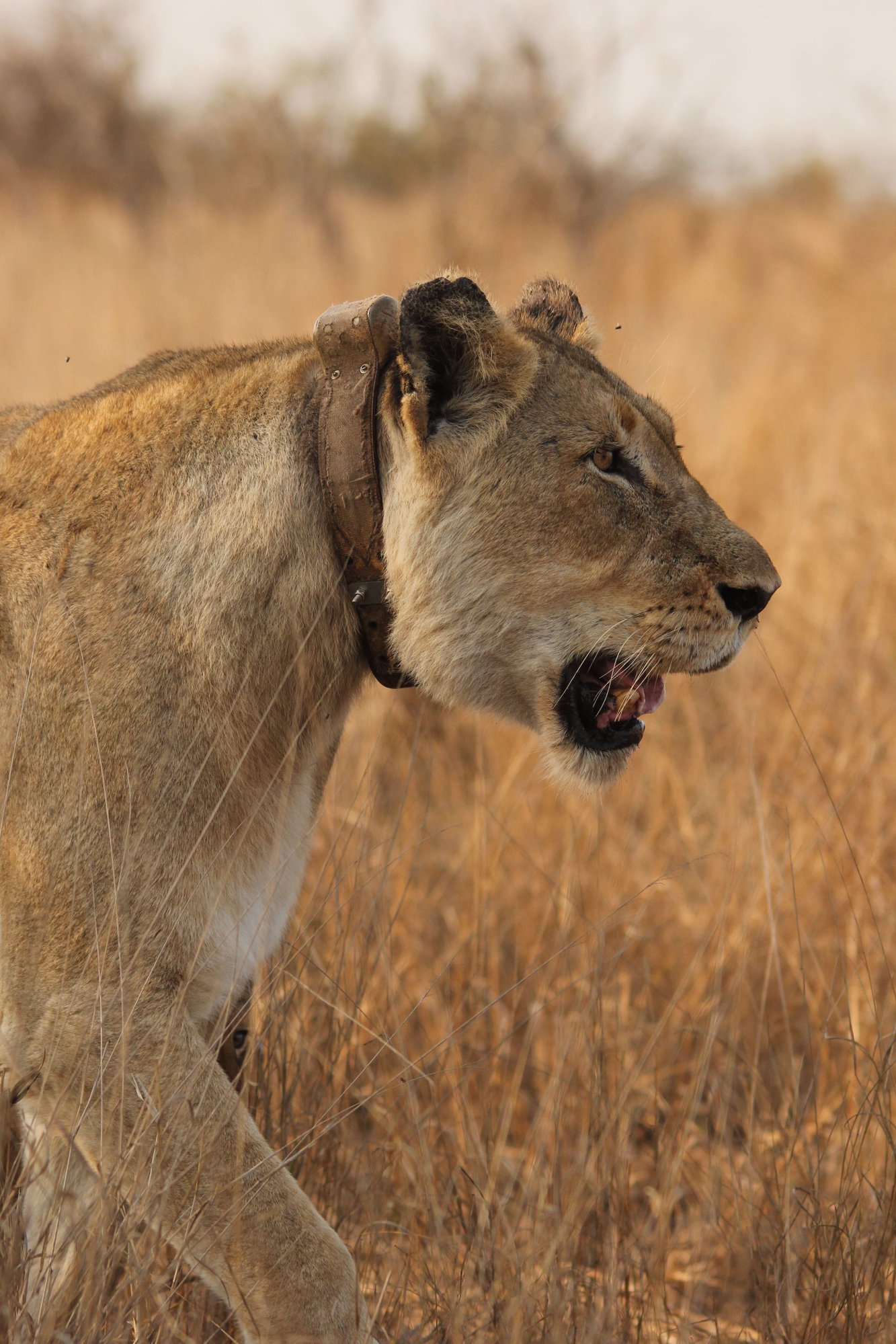 A collared lioness walking through grass 