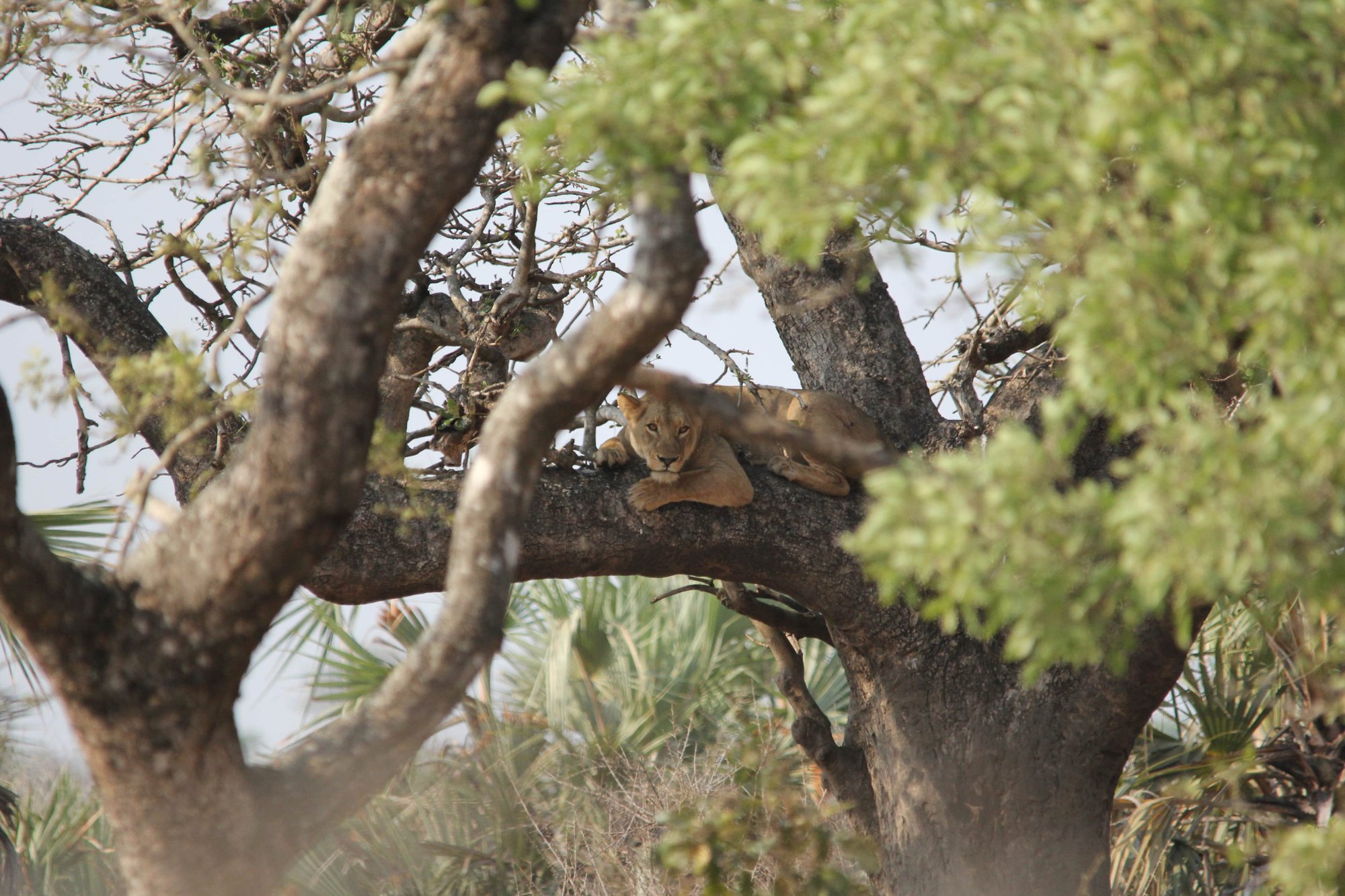 A lioness lounging in the branches