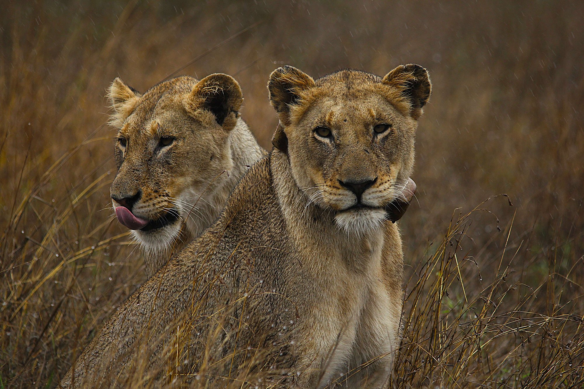 Two lionesses sitting in the middle of the tall grass in the rain
