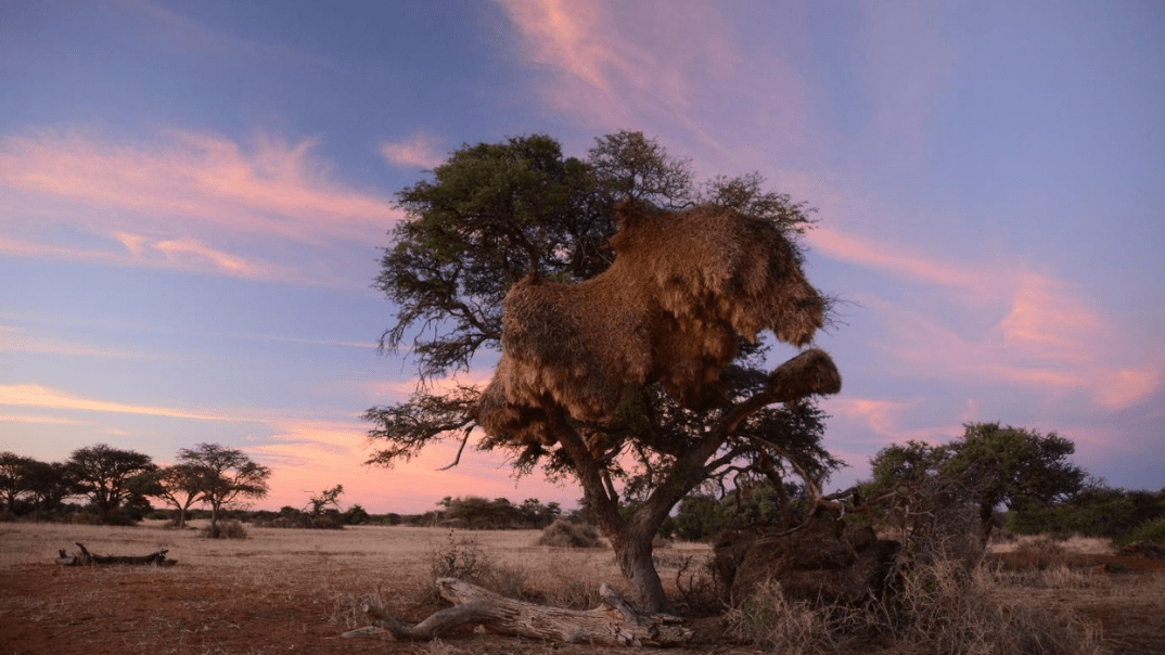 Savannah scene with weaver nest in tree