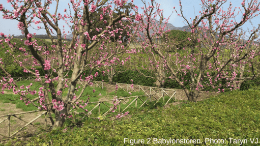 Bablonstoren | Suzuki Epic Road Trip