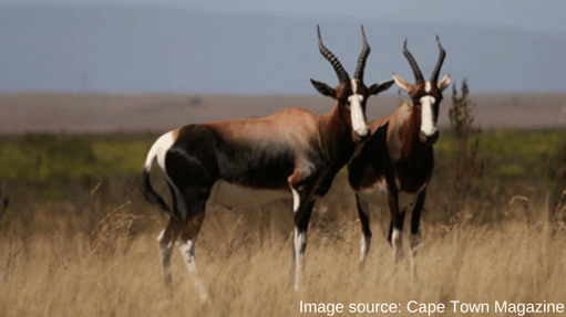 Bontebok National Park | Suzuki Epic Road Trip