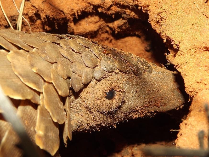 Pangolin digs a whole