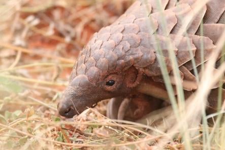 Pangolin