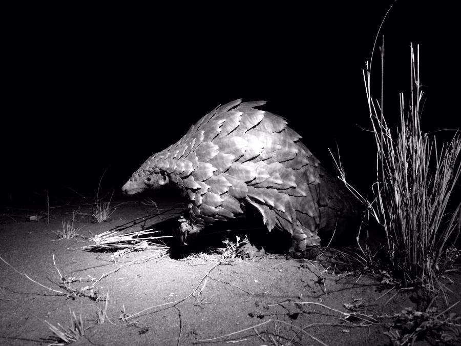 Pangolins