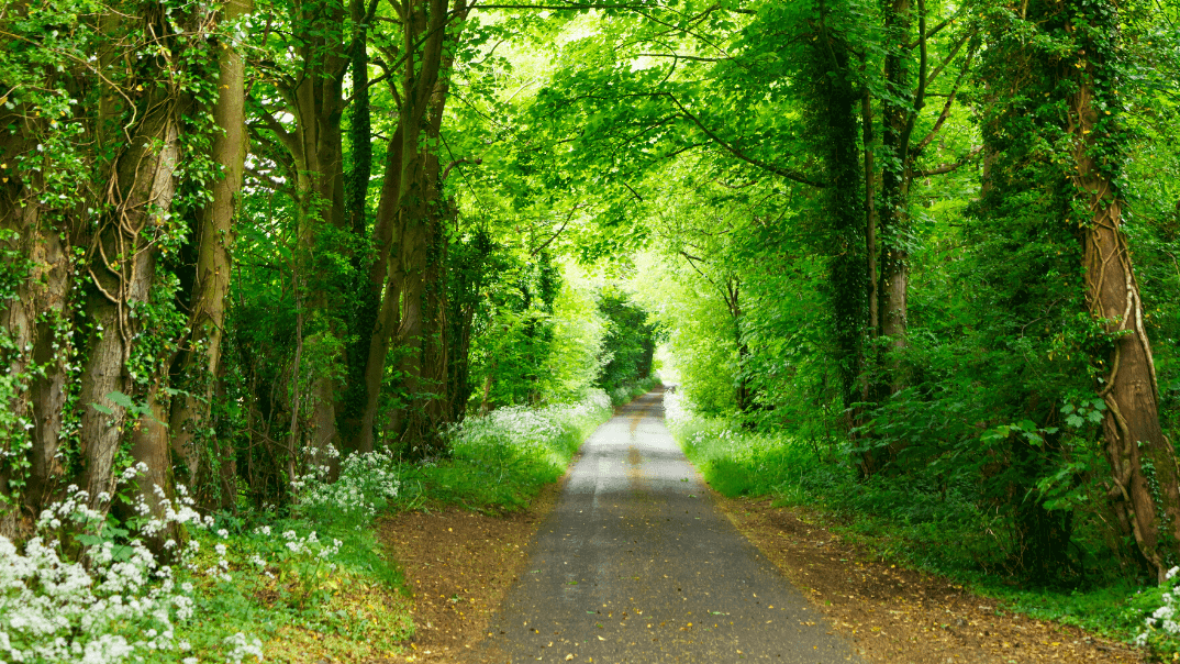 Save the environment while driving your car