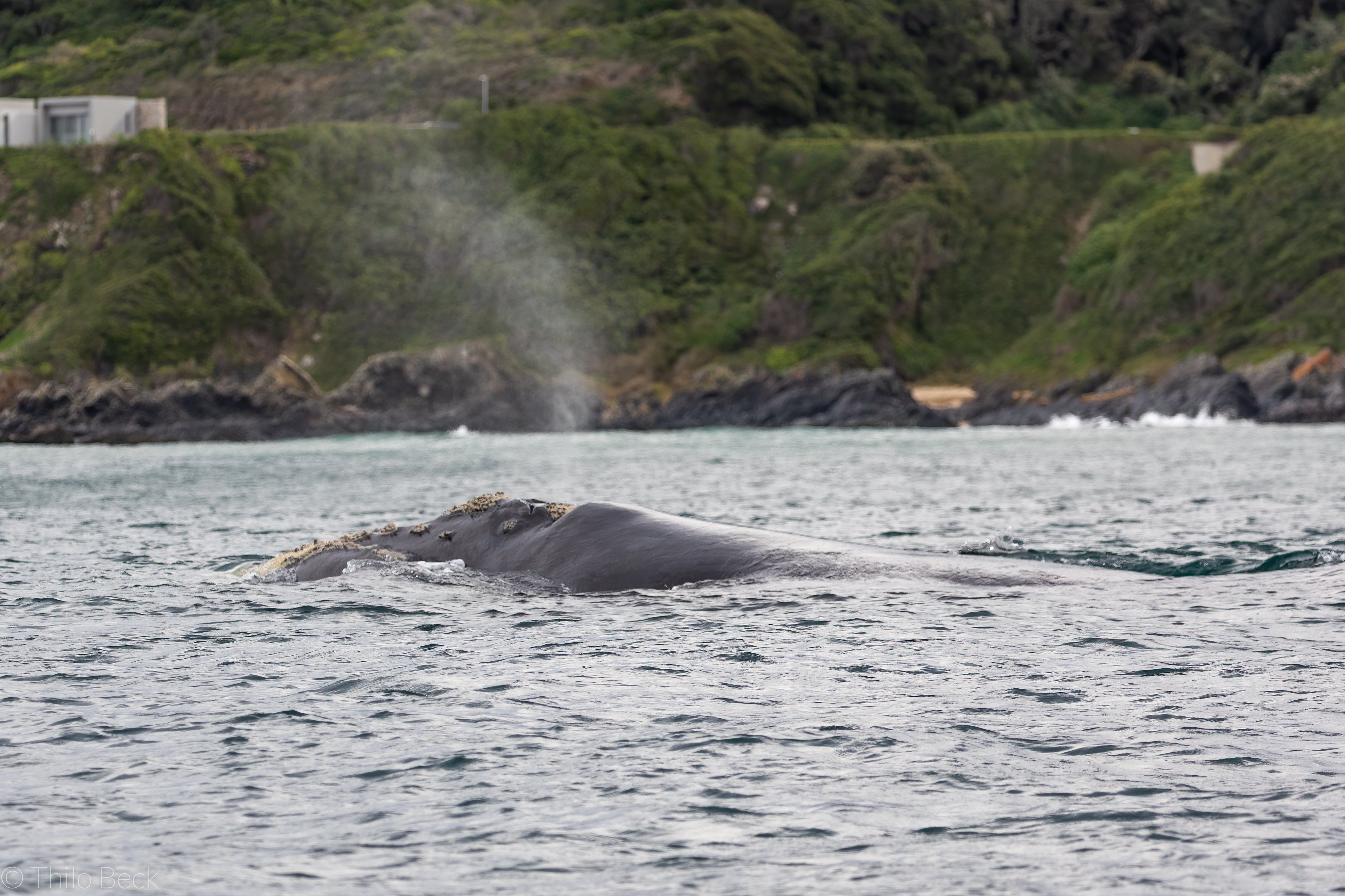 Southern Right Whale_T.F.Beck