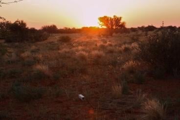 Tswalu Kalahari Reserve 