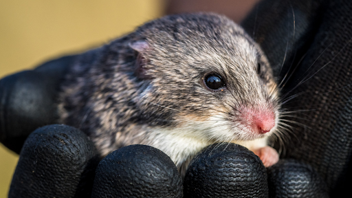 Why the small mammals of the Kalahari matter