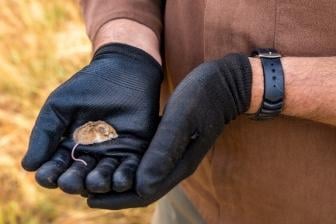 Smaller mammal captured 