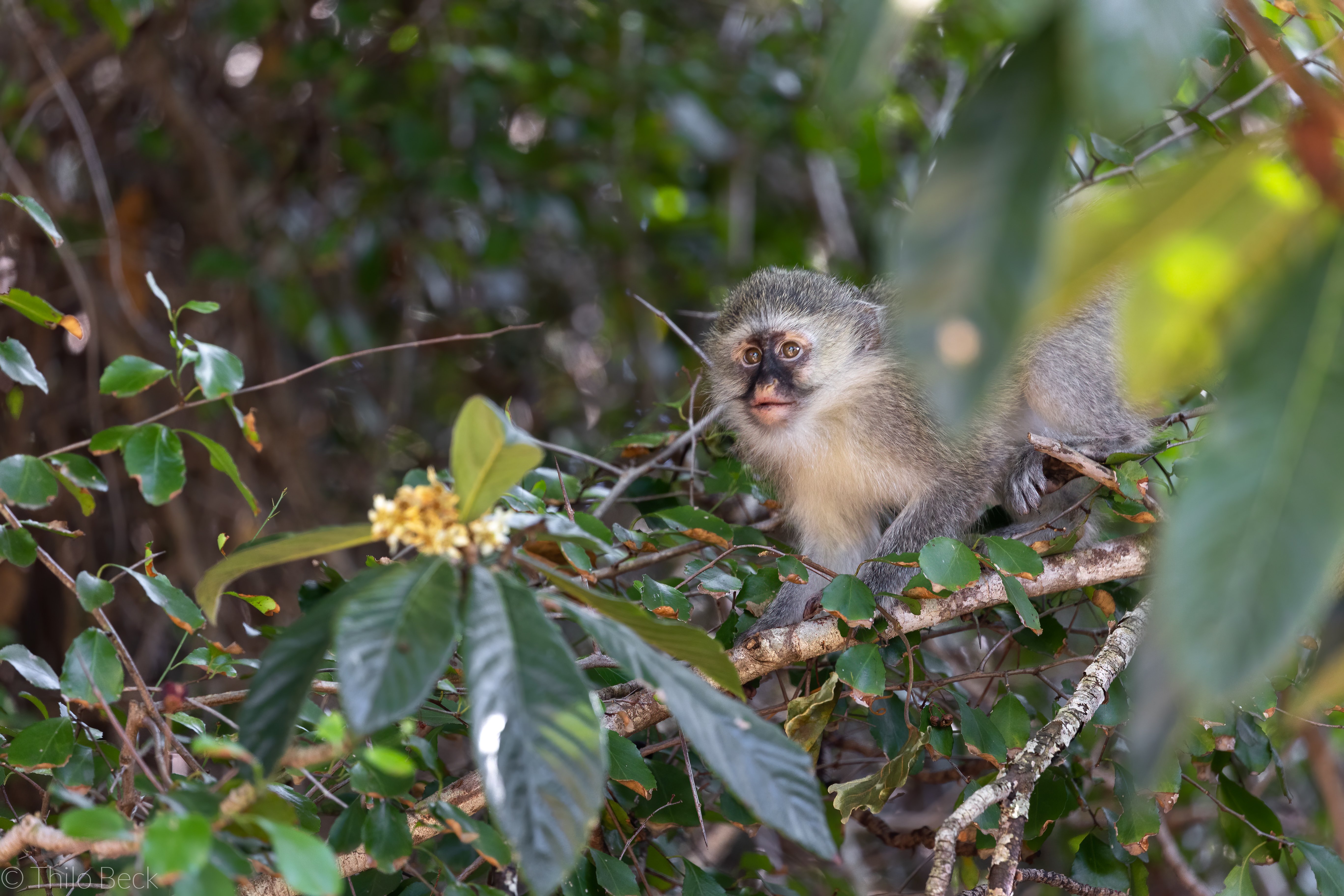 Vervet Monkey_T.F.Beck