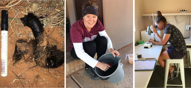 Wendy collects the pangolin droppings, separates the insects from the sand in a bucket of water and examines the samples under a microscope (photos Wendy Panaino; Andrea Fuller; Valery Phakoago)