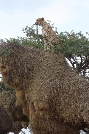 Cheetah on weaver nest