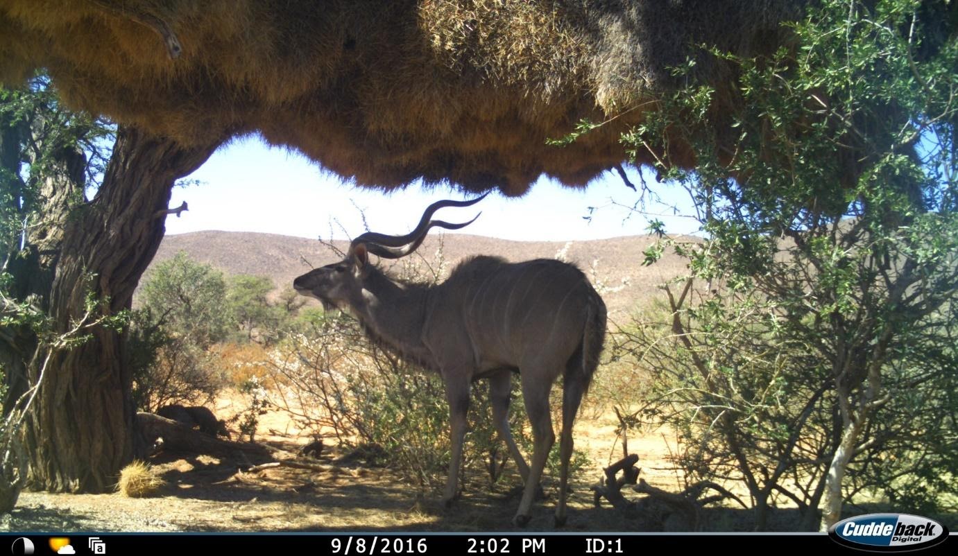 Kudu using weaver nest for shade