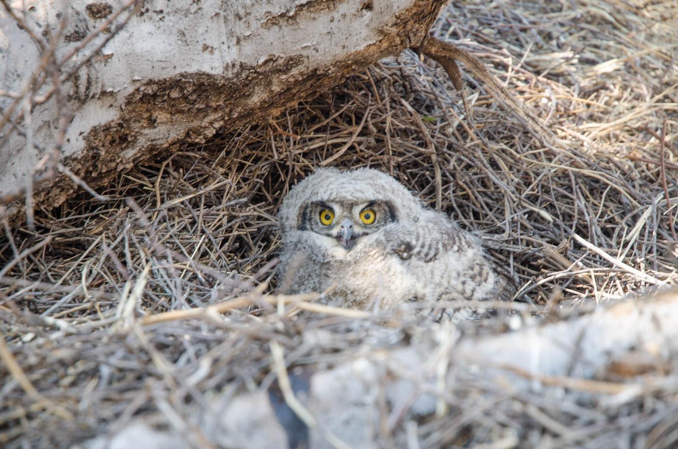 Spotted eagle owl chick