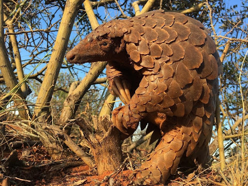 Pangolins switched to daytime activity during winter (photo: Wendy Panaino)