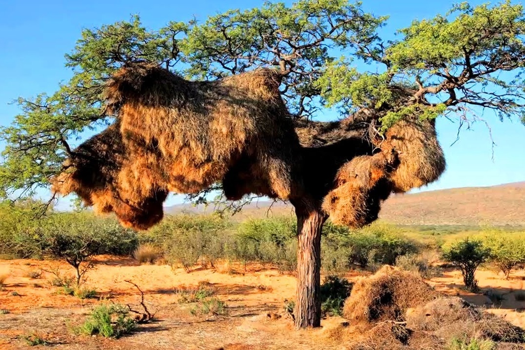 Do the iconic big bird nests of the Kalahari matter for reptiles?